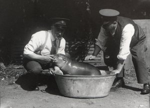 Ein Zwergflusspferd beim Einweichen im ZSL London Zoo, August 1928