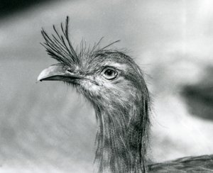 Ein Rotbein-Seriema im London Zoo im Jahr 1929 (s/w Foto)