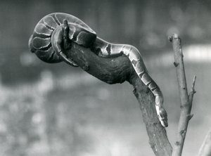 Eine Königspython, die im Oktober 1925 im Londoner Zoo einen Ast hinunterklettert von Frederick William Bond