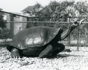 Ein Galapagos-Sattelschildkröte wird mit einer Banane an einem Stock gefüttert (s/w Foto) von Frederick William Bond