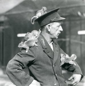Ein Zweitklassiger Wärter mit vier jungen Grauhörnchen, die auf seinem Uniformhut und seiner Jacke klettern, Londoner Zoo