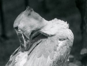 Ein Schuhschnabel, der sich im Londoner Zoo 1926 die Federn putzt