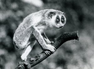Ein Schlanker Loris geht auf einem Ast, Londoner Zoo, August 1926