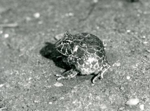 Ein südamerikanischer Hornfrosch, London Zoo, Dezember 1925 von Frederick William Bond