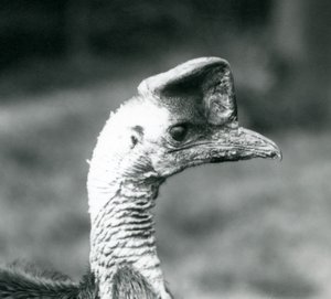 Ein Südlicher Kasuar im London Zoo, Juni 1925 von Frederick William Bond