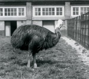 Ein südlicher Kasuar im Londoner Zoo im Juni 1925 von Frederick William Bond