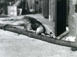 Ein Südlicher Tamandua/Kragenameisenbär/Kleiner Ameisenbär, der auf einem Ast im Londoner Zoo entlangläuft