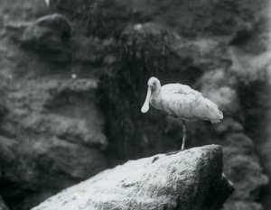 Ein Löffler steht auf einem Felsen im Londoner Zoo, September 1927