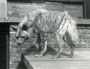 Eine gestreifte Hyäne steht auf einer Plattform in ihrem Gehege im Londoner Zoo, Juni 1925