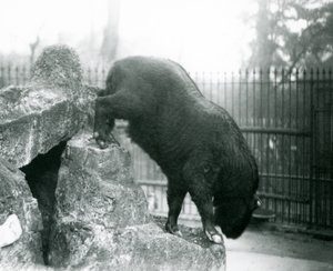 Ein Takin, auch bekannt als Rindergämse oder Gnu-Ziege, der von Felsen herabsteigt, Londoner Zoo von Frederick William Bond