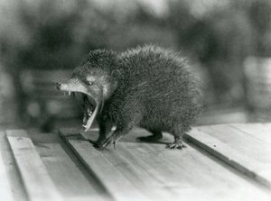 Ein Tenrek mit offenem Maul, das seine weite Kluft und scharfen Zähne zeigt, Londoner Zoo