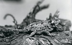 Ein Texas Horned Lizard/Hornkröte/HornedToad/Horny Toad ruht auf einem Baumstamm im Londoner Zoo im September 1928