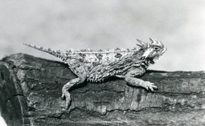 Eine Texas-Hornkröte, die auf einem Baumstamm im Londoner Zoo im August 1928 ruht