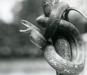 Eine Texas-Rattenschlange, die den Mund aufreißt, während sie sich um einen fast vertikalen Ast windet, Londoner Zoo, August 1928 von Frederick William Bond