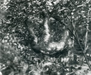 Ein Dreizehenfaultier hängt von einem belaubten Ast im Londoner Zoo, August 1920