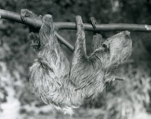 Ein Zweifingerfaultier hängt von einem abgeschnittenen Ast, Londoner Zoo, 1927