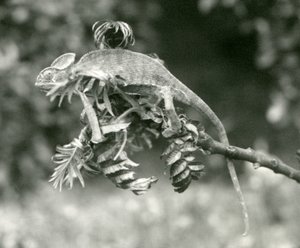 Ein verschleierter oder Jemen-Chamäleon am Ende eines belaubten Zweigs im London Zoo, Juni 1924