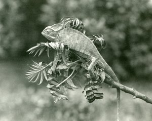 Ein verschleierter oder Jemen-Chamäleon am Ende eines belaubten Zweigs im London Zoo, Juni 1924
