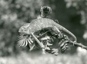 Ein verschleierter oder Jemen-Chamäleon hält sich mit seinem Greifschwanz am Ende eines belaubten Zweigs fest, London Zoo, Juni 1924