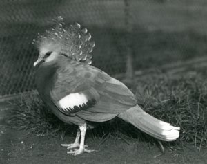 Eine Victoria-Krontaube steht auf dem Boden im Londoner Zoo, September 1927 von Frederick William Bond