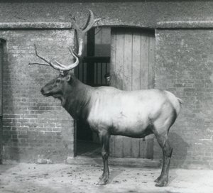 Ein Wapiti-Hirsch steht in seinem Gehege im Londoner Zoo im September 1927