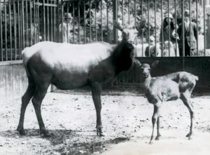 Ein Wapiti/Elch mit ihrem Kitz in ihrem Gehege, Besucher schauen durch Gitterstäbe zu, Londoner Zoo von Frederick William Bond