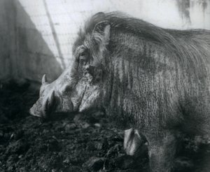 Ein Warzenschwein steht im Schlamm, Londoner Zoo, 1927 von Frederick William Bond