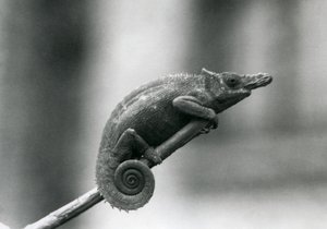 Ein West-Usambara-Zweihorn-Chamäleon, Londoner Zoo, 1927