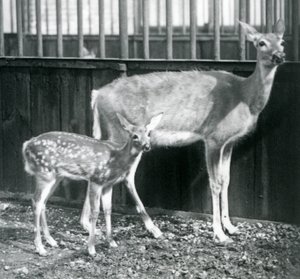 Ein Weißwedelhirsch mit ihrem Kitz im Londoner Zoo im August 1927