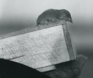 Ein Weißzahnspitzmaus im Londoner Zoo, April 1917