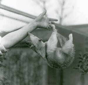 Ein junger Halsband-Tamandua hängt mit seinem Greifschwanz an den Fingern seines Pflegers, während er versucht, sich am Arm des Pflegers festzuhalten, Londoner Zoo, April 1925