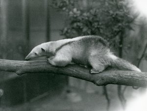 Ein junger Halsband-Tamandua läuft entlang eines Astes im Londoner Zoo, 24. April 1925