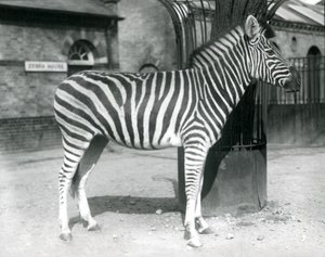 Ein Zebra steht im Paddock vor dem Zebrahaus im London Zoo, 1925 von Frederick William Bond