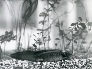 Ein schwarzer Axolotl/Mexikanischer Salamander, der auf Kies auf dem Boden eines Tanks im Londoner Zoo im Jahr 1928 ruht