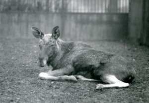 Ein Elchbulle, der die Narben seiner kürzlich abgeworfenen Geweihe zeigt, liegend im London Zoo, Januar 1926