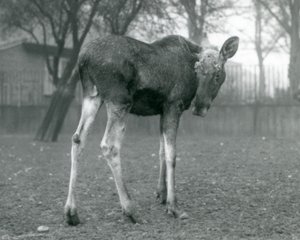 Ein Elchbulle, mit Wunden von kürzlich abgeworfenen Geweihen, stehend im London Zoo, Januar 1926 von Frederick William Bond