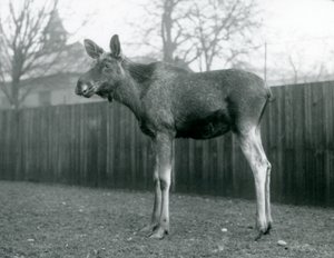 Ein Elchbulle, mit Wunden von kürzlich abgeworfenen Geweihen, stehend im London Zoo, Januar 1926 von Frederick William Bond