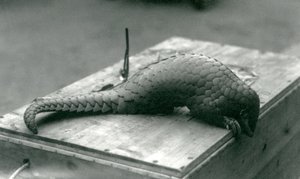 Ein vom Aussterben bedrohter chinesischer Pangolin, der über den Rand der Holzkiste schaut, auf der er sitzt, Londoner Zoo, Juli 1925