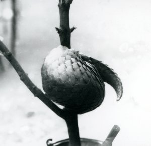 Ein kritisch gefährdeter Chinesischer Schuppentier, der sich um einen vertikalen Ast windet, Londoner Zoo, Juli 1925
