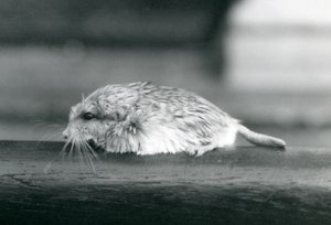 Ein Fettschwanz- / Duprasi-Rennmaus, London Zoo, Juli 1925 (s/w Foto)