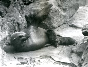 Eine weibliche Kalifornische Seelöwin, die auf einer felsigen Terrasse liegt und ihr Junges füttert, Londoner Zoo, Juli 1925
