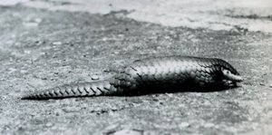 Ein weiblicher chinesischer Pangolin im Londoner Zoo im August 1925 von Frederick William Bond