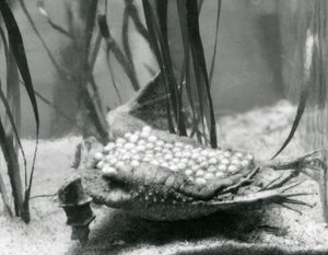 Eine weibliche Surinamkröte mit ihren Eiern, die in die Haut ihres Rückens eingebettet sind, Londoner Zoo