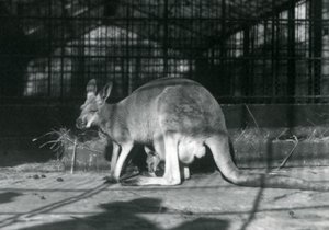 Ein weibliches rotes Känguru mit ihrem Jungen im Beutel, Londoner Zoo, 1922 von Frederick William Bond