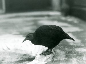 Ein flugunfähiges Weka-Huhn im Londoner Zoo, 1927