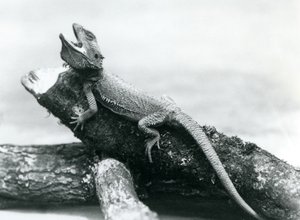 Ein gähnender Bartagame, der sich an einem Baumstamm festhält, Londoner Zoo, August 1928