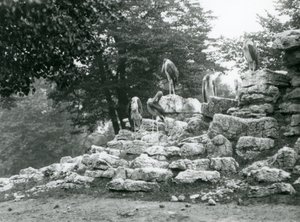 Eine Gruppe von fünf Marabus, die auf Felsen im Antilopengehege des Londoner Zoos stehen, 1928 (s/w Foto) von Frederick William Bond