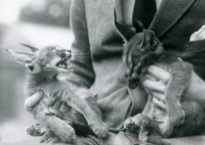 Ein Wärter hält ein Paar Karakal-Kätzchen auf seinem Schoß, Londoner Zoo, 1924