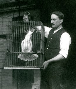 Ein Wärter hält einen Gelbhaubenkakadu, Jade, in seinem Käfig im Londoner Zoo im Oktober 1924