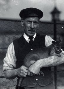 Ein Wärter hält ein Wallaby, Oktober 1920